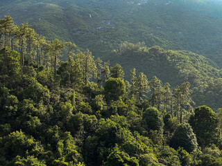 Fototapeta premium Sunlit Forest Canopy Amidst Majestic Mountain Slopes