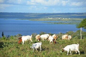 A group of large Boer goats grazing in the green pastures of the farm, with a beautiful lake in the...