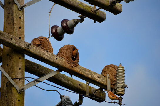 Power network with nests made of clay by the bird known in Brazil as “joão-de-barro”. Scientific name Furnarius rufus 