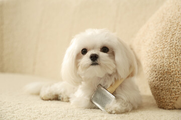 Cute Maltese dog with grooming brush on sofa at home