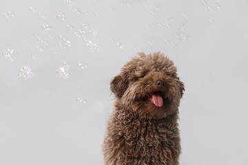 Cute Poodle dog and soap bubbles on grey background