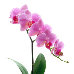 A stunning pink orchid also known as phalaenopsis stands out elegantly against a transparent background