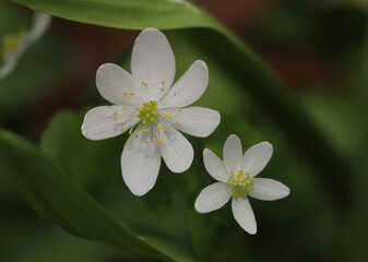 Close-up of the white flowers of the Rue-anemone (Thalictrum thalictroides), a native wildflower.  Many yellow-tipped stamens surround the central mound of green pistils of the flower. 