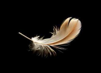 Single Floating Feather on Black Background with Delicate Detail
