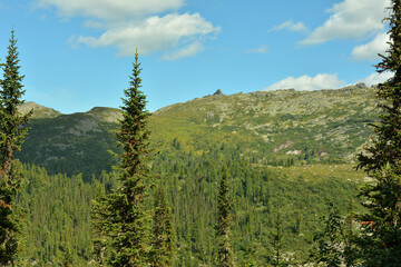 View through the tops of tall cedars to a mountain range under a cloudy summer sky.