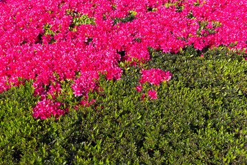 Pink flowers are scattered across the green grass