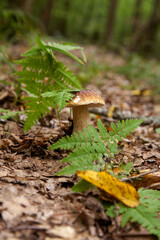 Boletus mushroom in the wild. Porcini mushroom grows on the forest floor at autumn season..
