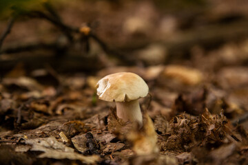 Single Boletus mushroom in the wild. Porcini mushroom grows on the forest floor at autumn season..