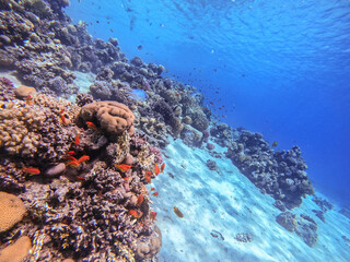 Underwater life of reef with corals, shoal of Lyretail anthias (Pseudanthias squamipinnis) and other kinds of tropical fish. Coral Reef at the Red Sea, Egypt.