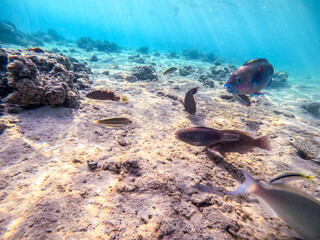 Close up view of Hipposcarus longiceps or Longnose Parrotfish (Hipposcarus Harid) at coral reef..