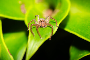 Huntsman spiders, members of the family Sparassidae, are known by this name because of their speed and mode of hunting.