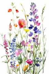 Watercolor summer wildflowers in a meadow, vividly isolated on white --ar 2:3 Job ID: 478671ba-cefc-4499-a6f8-2111656b9d0b