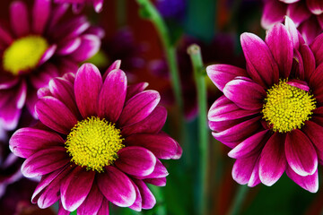 Purple Flowers With Yellow Centers And Green Stalks - Powered by Adobe