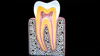 The anatomy of tooth. Tooth model, Dental tooth anatomy. Cross section of human tooth. Type of...