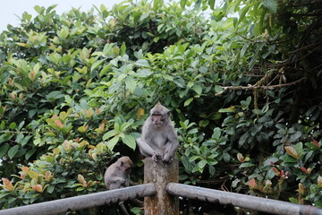 Monkey in the forest