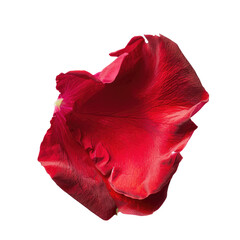 An isolated red rose petal set against a transparent background