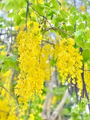 Golden Shower Tree