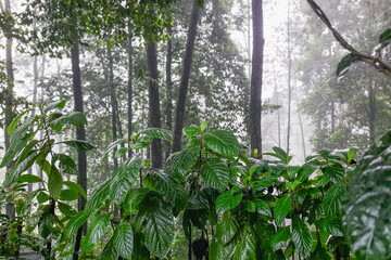 Obraz premium leaves in the forest