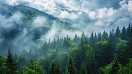 Trees on a mountain under white clouds - obrazy, fototapety, plakaty