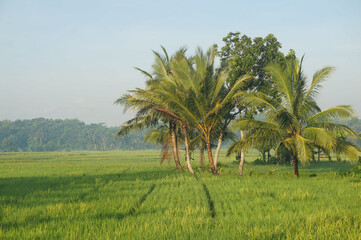 Fototapeta na wymiar Indonesia, beautiful landscape Rice fields and palm trees.