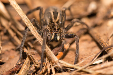 Wolf spiders are members of the family Lycosidae. They are robust and agile hunters with excellent...