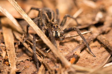 Wolf spiders are members of the family Lycosidae. They are robust and agile hunters with excellent eyesight. They live mostly in solitude, hunt alone, and usually do not spin webs.