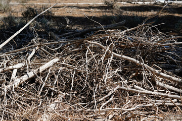 Slash pile in forest with small limbs and branches on a sunny spring day.  