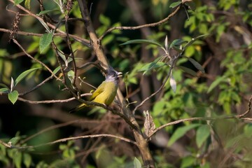crested finchbill or Spizixos canifrons, a species of songbird, observed in Khonoma in Nagaland, India