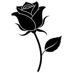 rose on white background
