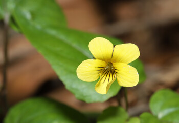 Close-up of the yellow flower of a Halberd-leaved Violet, Viola hastata, with a green leaf behind...