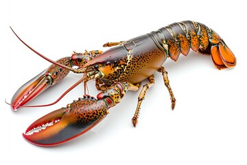 Lobster photo on white isolated background