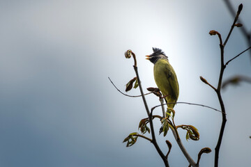 crested finchbill or Spizixos canifrons, a species of songbird, observed in Khonoma in Nagaland,...