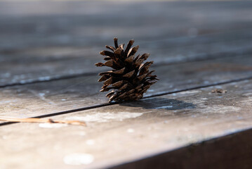 View of the pine cone fallen on the wooden table