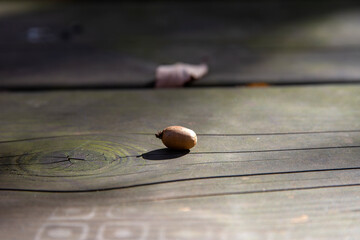 View of the acorn on the wooden table in autumn