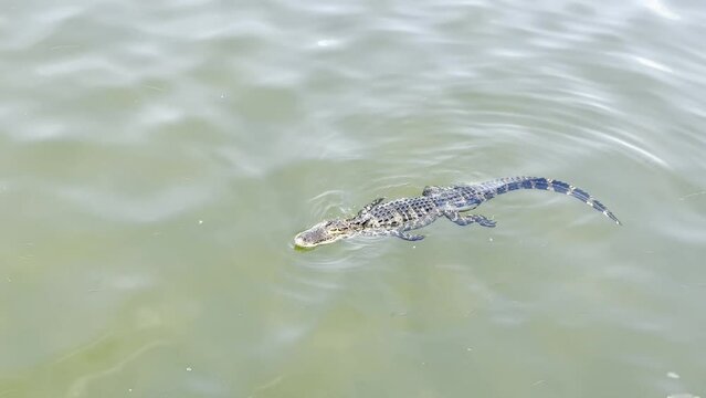 Baby alligator 