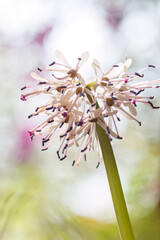 美しいショウジョウバカマ（メランチウム科）の花。
Beautiful Oriental swamp...