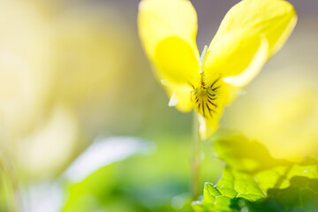 美しいオオバキスミレ（スミレ科）の花。
Beautiful Oobakisumire yellow violet...