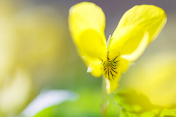 美しいオオバキスミレ（スミレ科）の花。
Beautiful Oobakisumire yellow violet...
