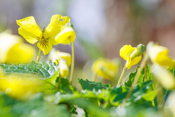 美しいオオバキスミレ（スミレ科）の花。
Beautiful Oobakisumire yellow violet...