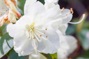 美しいミツバツツジ（ツツジ科）の花の木。
Beautiful Mitsuba azalea (Rhododendron dilatatum, Ericaceae) flowering tree.
日本国神奈川県相模原市の里山にて。
2022年4月撮影。

神奈川県の郊外にある美しい里山。
丘の周囲には貴重なカタクリの群生がある。
その他にもホウキモモやミツマタ、各種桜、梅の花木。
スプリング・エフ