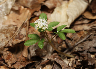 Dwarf Ginseng (Panax trifolius), a common woodland plant that is related to American Ginseng. However, Dwarf Ginseng is not collected widely for medicinal use like American Ginseng. 