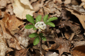 Dwarf Ginseng (Panax trifolius) growing in a woodland.  This small native plant produces an ubrella-like cluster of small white flowers.  Used medicinally by Native Americans in a tea or eaten.