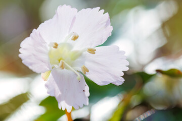 美しいオオイワウチワ（イワウメ科）の花。
Beautiful Ooiwauchiwa (Shortia...