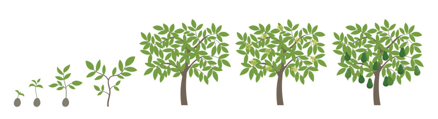 Avocado growth stages. Alligator pear ripening period progression. Life cycle animation plant seedling. Vector illustration.