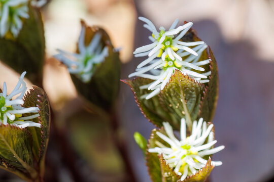 美しいヒトリシズカ（センリョウ科）の花。
Beautiful Hitorisizuka Chloranthus japonicus (Chloranthus quadrifolius, Chloranthaceae) flowers.
日本国神奈川県相模原市の里山にて。
2022年4月撮影。

神奈川県の郊外にある美しい里山。
丘の周囲には貴重なカタクリの群生がある。
その他にもホウキモモやミツマ