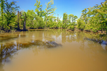"After the Rain: The Chipola River flows with muddy waters, evidence of the recent downpour, a natural reminder of the cycle of rain and renewal."