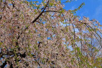 桜　花　スロー　風に吹かれて揺れる　イメージ