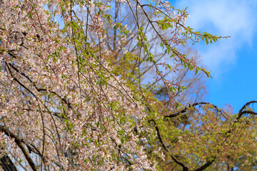 桜　花　スロー　風に吹かれて揺れる　イメージ