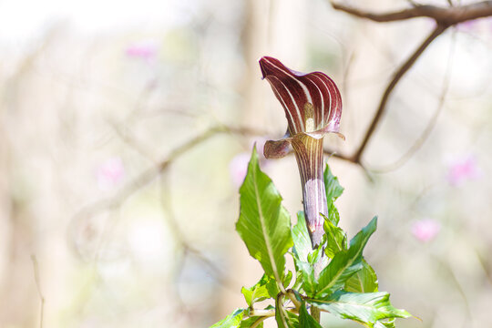 美しいマムシソウ（サトイモ科）の花。
Beautiful Jack in the pulpit (Arisaema serratum, Araceae) flowers.
