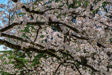 桜　花　スロー　風に吹かれて揺れる　イメージ